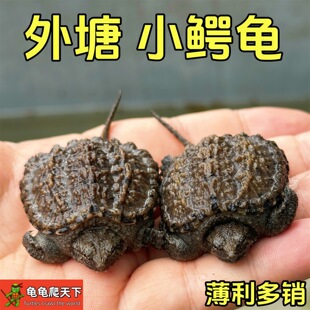 ����С�{�~�������{���s�𱬴̔Mˮ���{���^�p���������{��÷����