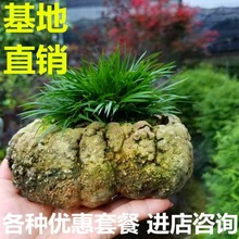 黄金极姬金钱龙根菖蒲贵船苔园艺山野草包邮微型盆栽室内花卉绿植