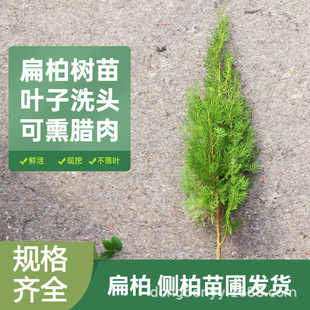 ���ؘ���Ȱؘ������ؘ�����u��Ȱ����ļ�����G�h�G����ľ���l