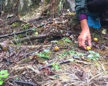 福建浦城特产酸枣糕 浦城山枣糕 三叶简装野生南酸枣糕1000g包邮