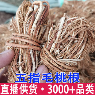 ��ָë�����l�Ҝ��� ��ָţ�̏V���a�ع��� ���Ѹ�؛��ָë�Ҹ�