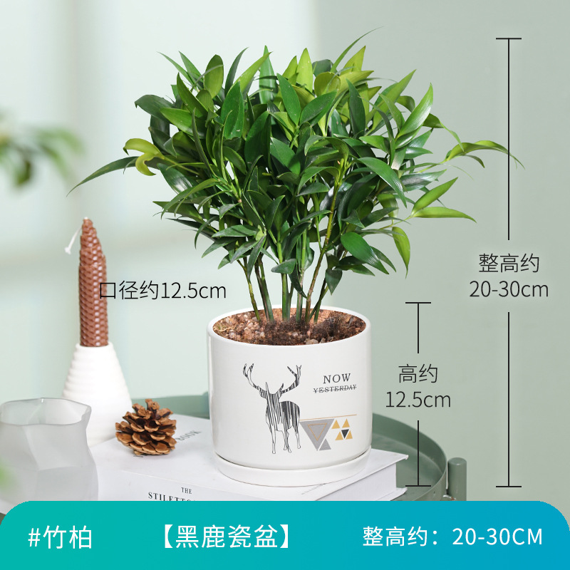 엄선된 대형 모기퇴치대나무 10그루(엘크 세라믹 세면대) + 영양액