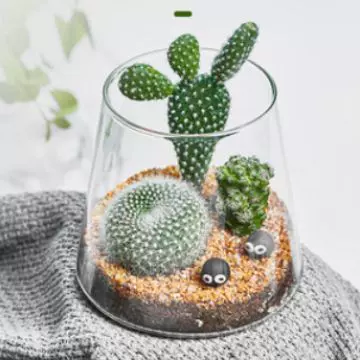 批发微景观生态瓶水培植物多肉花瓶室内绿植摆件火山杯杯玻璃微型