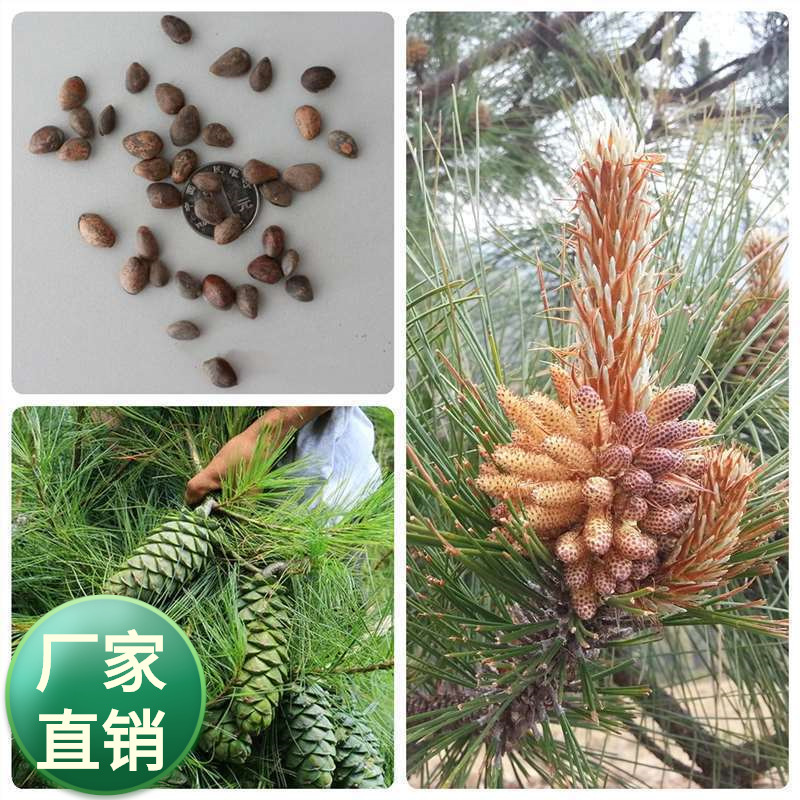 林木种子华山松种子新采收华山松树苗种白皮松种子松树五针松种子