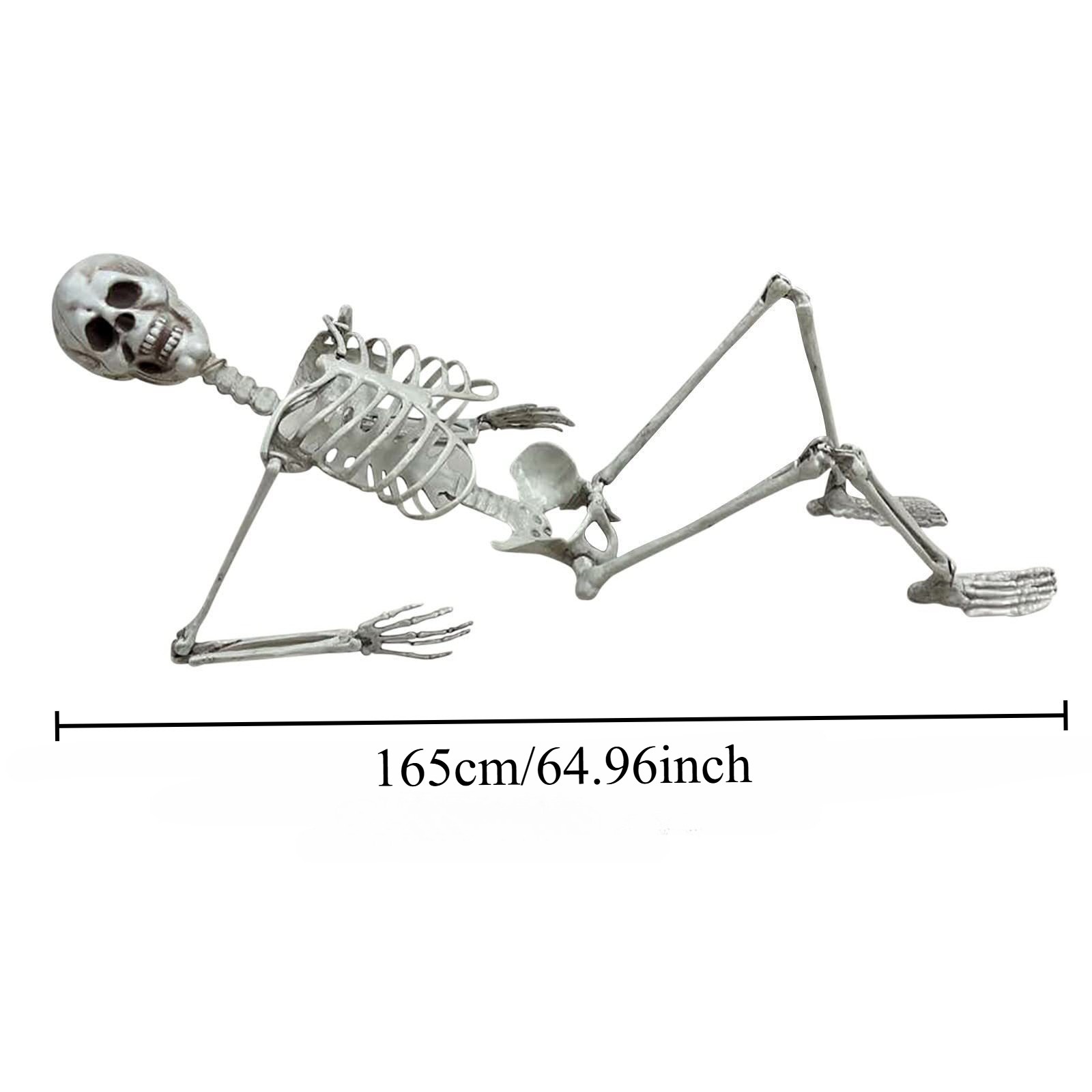 Скелет (165см)