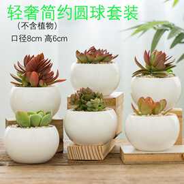 多肉花盆陶瓷大号绿植花卉盆栽小肉肉花盆批发大口径花盆