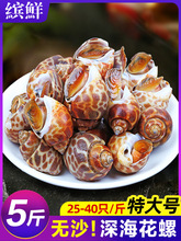 花螺鲜活新鲜海螺特大号海鲜水产鲜活鲜冻冷冻东风螺特大花螺贝类