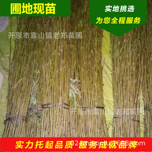 Red-Leafed Plum Seedlings, Purple-Leafed Plum Cuttings, Northeastern Liaoning Cold-Resistant Seedlings, Purple-Leafed Plum Seedlings