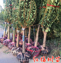 һ�����l�����͸ߗU����͵طNԭ�������D÷���������Ϙ��ͺ��ߙn