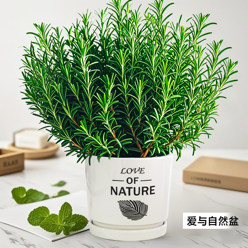 Pote grande especial de alecrim de grau A (pote de amor e natureza) vem com fertilizante especial