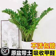 Xֲ҃Ϳ͏dBؔGֲuXСlؔ辰