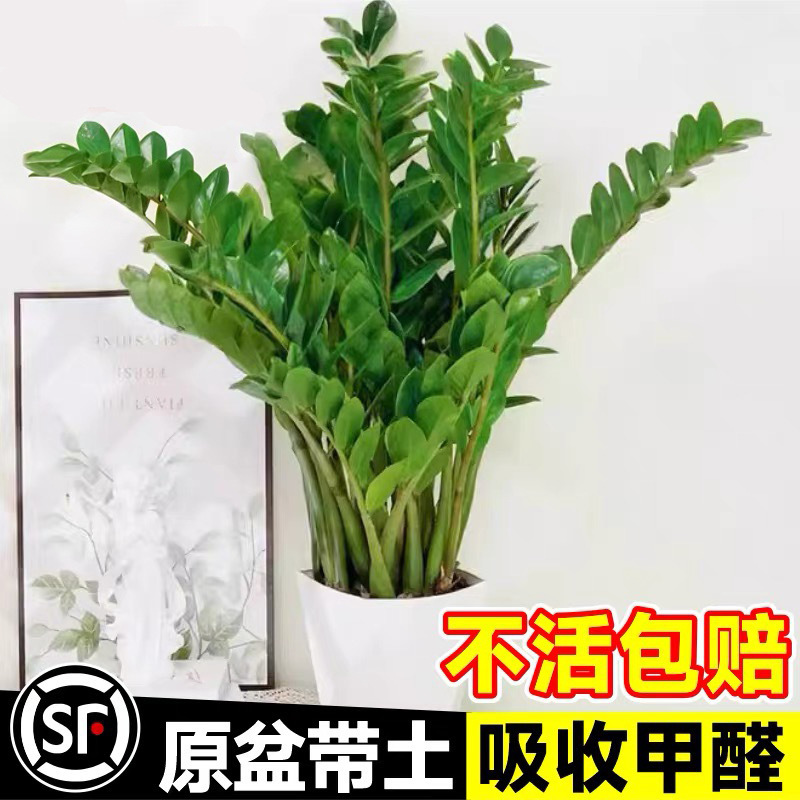 Money Tree Potted Indoor Plant, Large Living Room, Easy to Grow, Green Plant, Money String, Small Fortune Tree Bonsai Money Tree Potted Indoor Plant, Large Living Room, Easy to Grow, Green Plant, Money String, Small Fortune Tree Bonsai