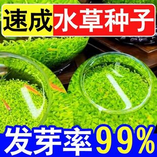 Aquatic Plant Seeds for Oxygenation and Landscaping, Suitable for All Seasons, Small Household Ecological Bottles, Scientific Mud for Ecological Purification