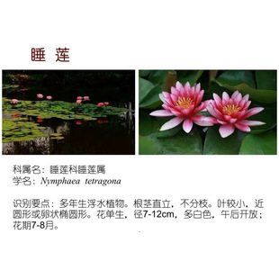 ˮ��ֲ��˯ɏ�m�϶���N���������Ļ�˯ɏ����ˮ�B�ɻ���