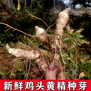 Fresh Polygonatum Seedlings, Chicken Head Polygonatum Seedlings, Sweet Polygonatum Seeds, Seedlings, Polygonatum Seeds