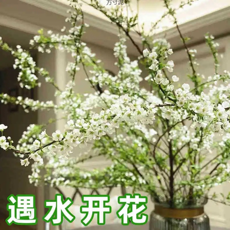 雪柳干枝鲜枝水养插花水培植物鲜花卉室内盆栽带花苞绿植龙柳好活