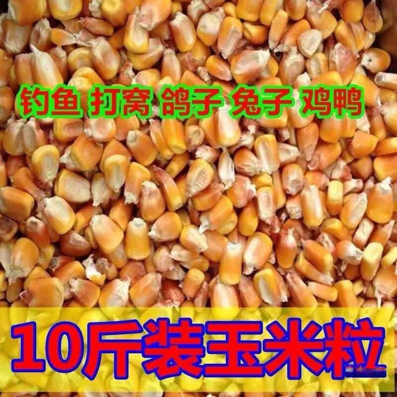 干喂农家包邮斤玉米粒鸽子杂粮10新货玉米粒老式鹅鸡鸭钓鱼黄打窝|undefined