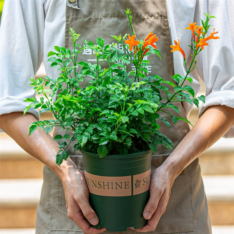 Кемпсис Цветок Рассада Восхождение Растение Большая рассада Крытый Балкон Открытый двор Сад Четыре сезона Цветение Хорошие Растения Цветы