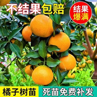 Sugar Orange Saplings, Potted Plants in the South and North, Orange Saplings, Citrus Fruit Tree Seedlings, Grafted Sugar Oranges