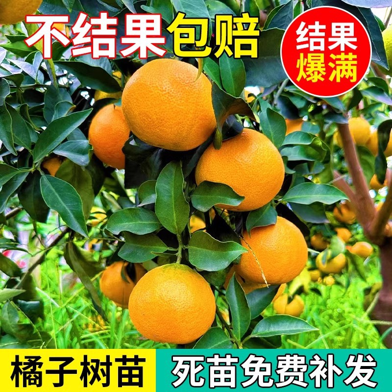 沙糖桔树苗地栽盆栽南方北方种植橘子树苗柑桔果树果苗嫁接砂糖橘