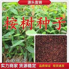 �������N�� �����С�V��9̖��N�� �{������� ��ľ�N���·N