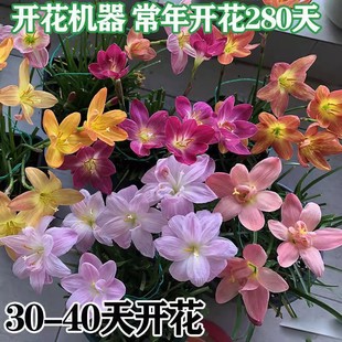 �L���m�N���[�m��ֲ�� �����������ֲ��²�ɏ/�L���m�����o�t��