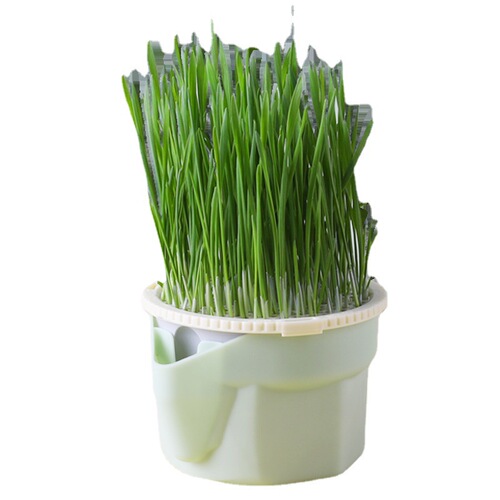 Sensen cat grass cup potted wheat rye nursery cup soilless water cultured dog grass kitten mint lazy self-sown