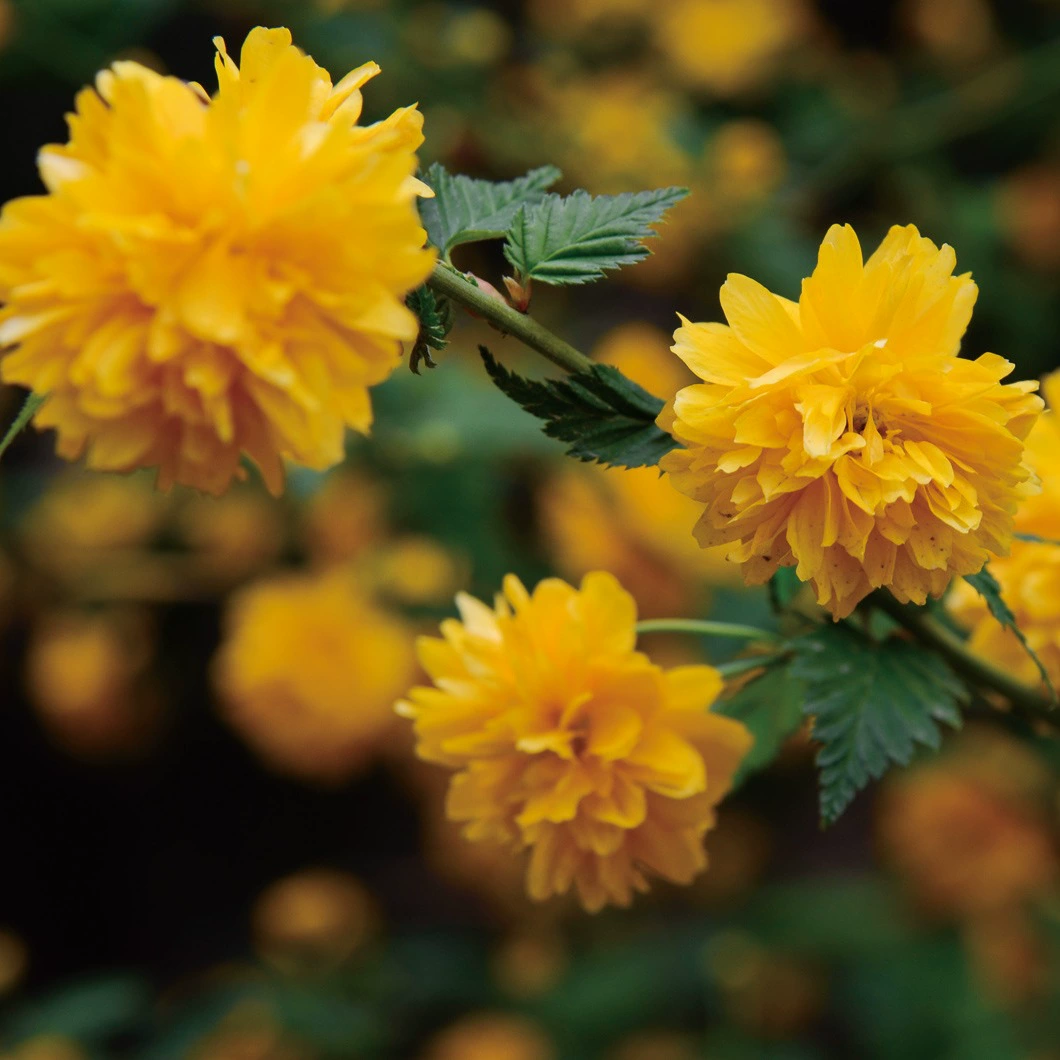 Двухцветковый итальянский боярышник, теневыносливые вьющиеся растения, вьющиеся цветочные растения, рассада цветов итальянского боярышника, морозостойкие золотистые цветы в горшках, посадка во дворе.