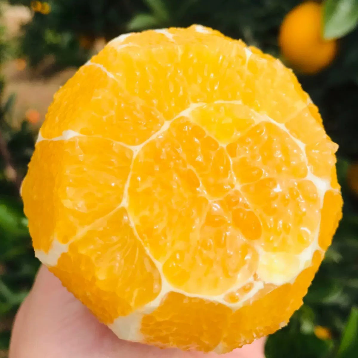 【活动】江西赣州脐橙 代发3/9斤果园直发新鲜彩摘鲜橙子当季水果