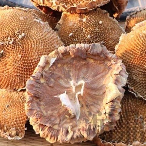 Dried Sunflower Flower Disc Kui Hua Pan 100g Sliced Herbal Material for Decoction and Tea in use