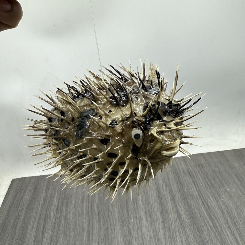 Stingray Fish, Pufferfish, Hot-Selling Inflatable Specimens, Kindergarten Birthday Gifts, Shells, Home Decorations, Creative Souvenirs Stingray Fish, Pufferfish, Hot-Selling Inflatable Specimens, Kindergarten Birthday Gifts, Shells, Home Decorations, Creative Souvenirs