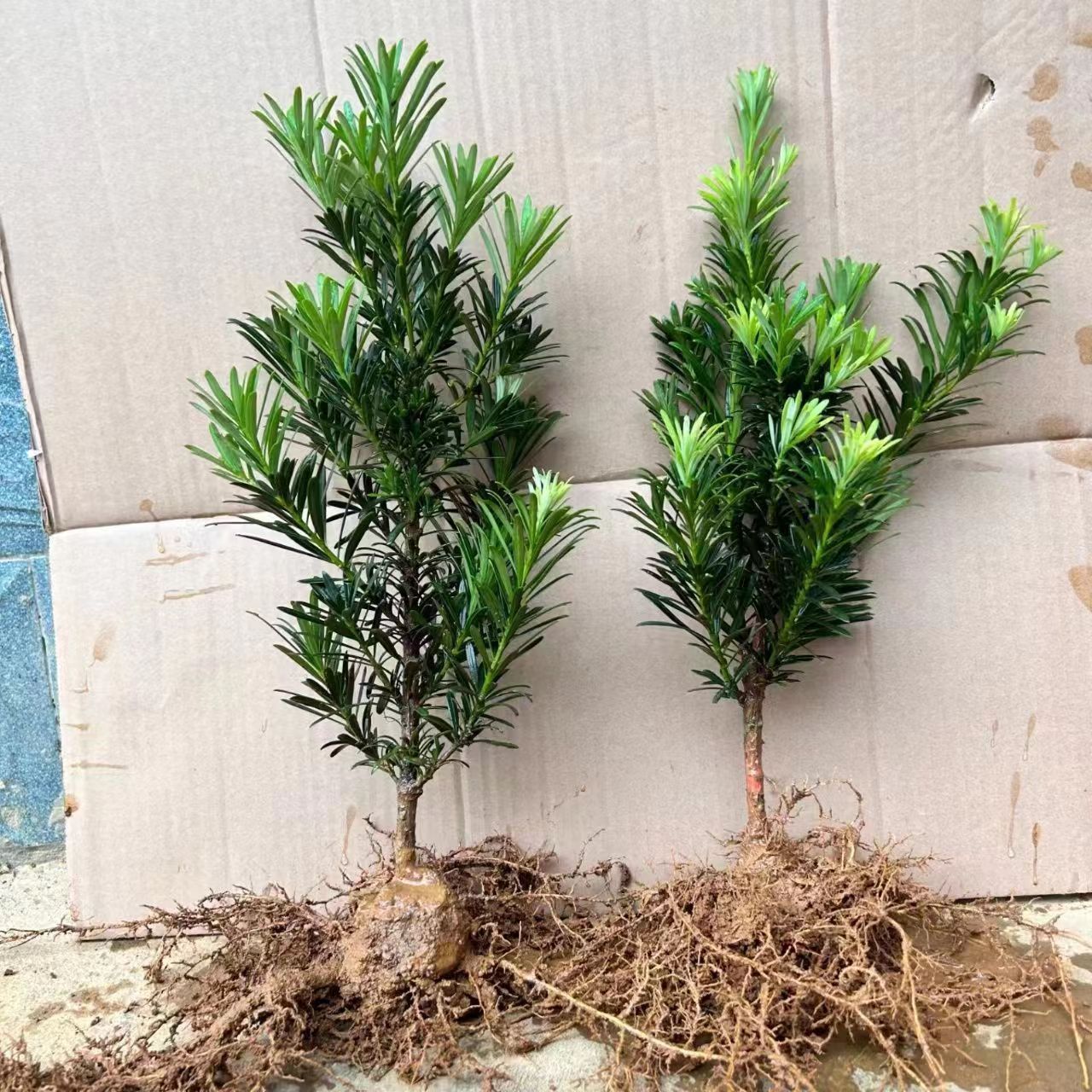 正宗小叶雀舌罗汉松苗场耐寒耐热花园庭院绿植盆栽四季长青常绿花