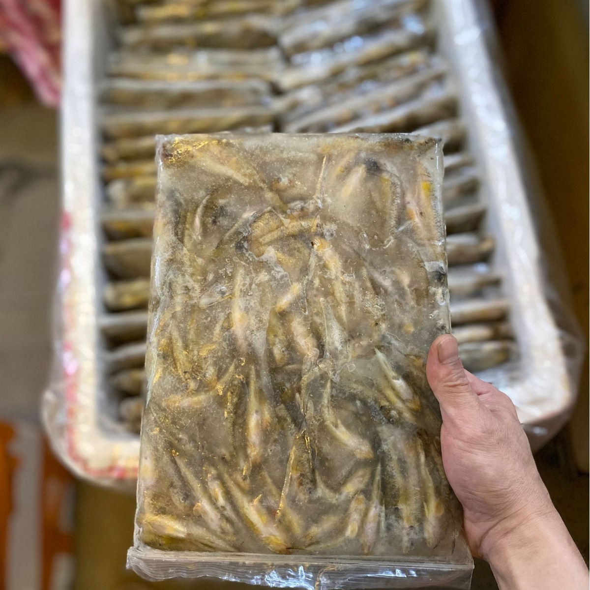 山坑鱼生鲜冷冻小河鱼小龙鱼餐饮油炸杂鱼煲山坑鱼大号约1斤商用