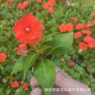 Fengxianxue Potted Seedlings Qingzhou Perennial Grass Flowers and Flowers Engineering Garden Supply Large Volume Discount