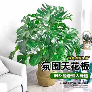 ✅ Monstera Living Room Green Plant Indoor Large Potted Plant Office Air Purifying Plant Bonsai Easy to Maintain All Year Round