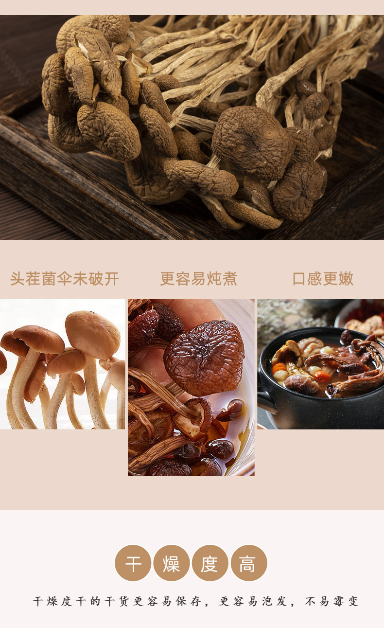 2023不开伞茶树菇_04