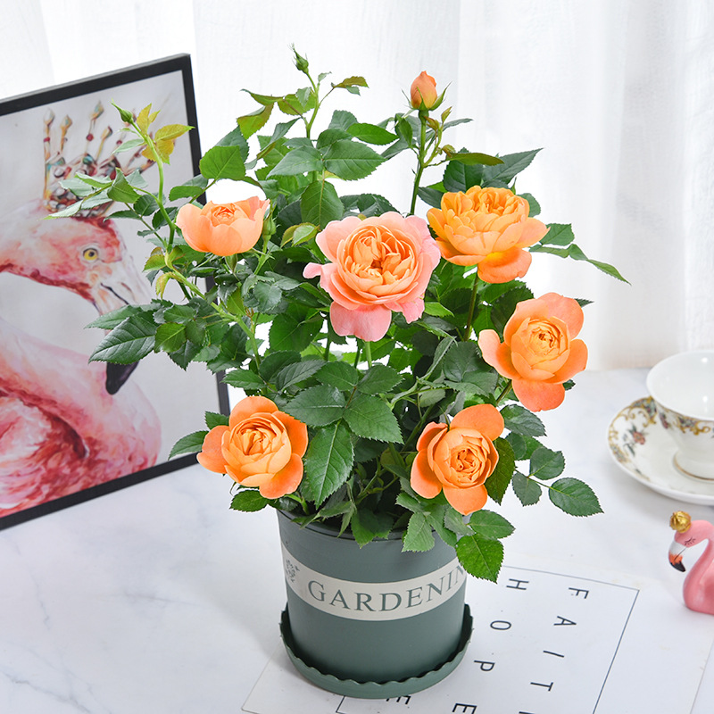 Rose Flower Seedlings, Florals and Green Plants, Indoor Potted Roses, Juice, Balcony, Blooming in All Seasons, Disease-Resistant, Easy to Grow for Novices