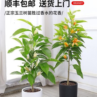 ���m�����m���绨���S���mֲ���̨�҃ȾGֲ�׻�����ļ��_����