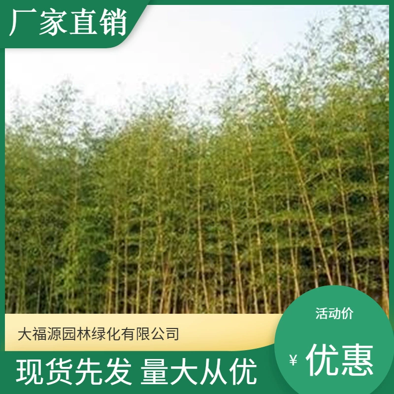 Оптовая продажа напрямую с питомника: самопроизводимые и поставляемые бамбуковые саженцы, зеленый бамбук с желтыми прожилками, для ландшафтного дизайна, дорожного строительства и садоводства.