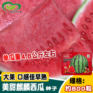 �����������ϷN�� �s����ӛƷ�N��������֭�A������