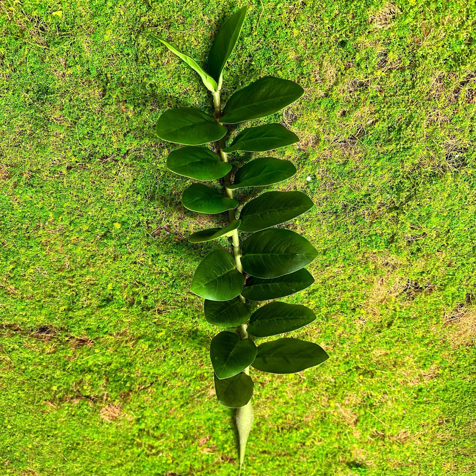 Hojas de dinero 18 hojas individuales (altura 55)