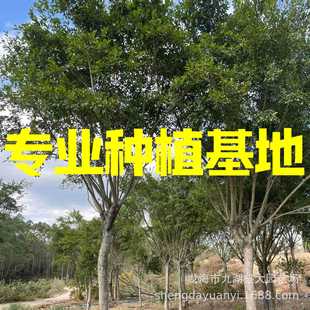 Fujian Quanguan Small Leaf Ficus Planting Base Zhejiang Quanguan Small Leaf Ficus Wholesale Jiangxi Red Skin Ficus Base