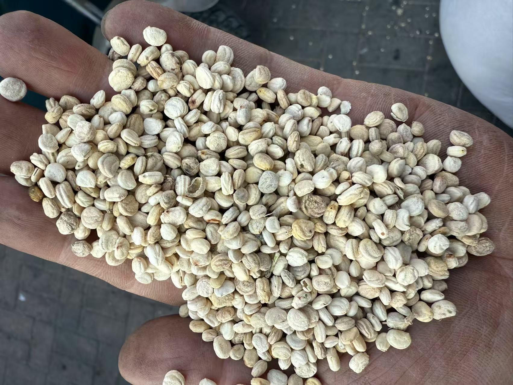 Dried Ginseng Seeds Large Plump White Ren Shen Zi 250g for Cooking and Herbal Soups overview
