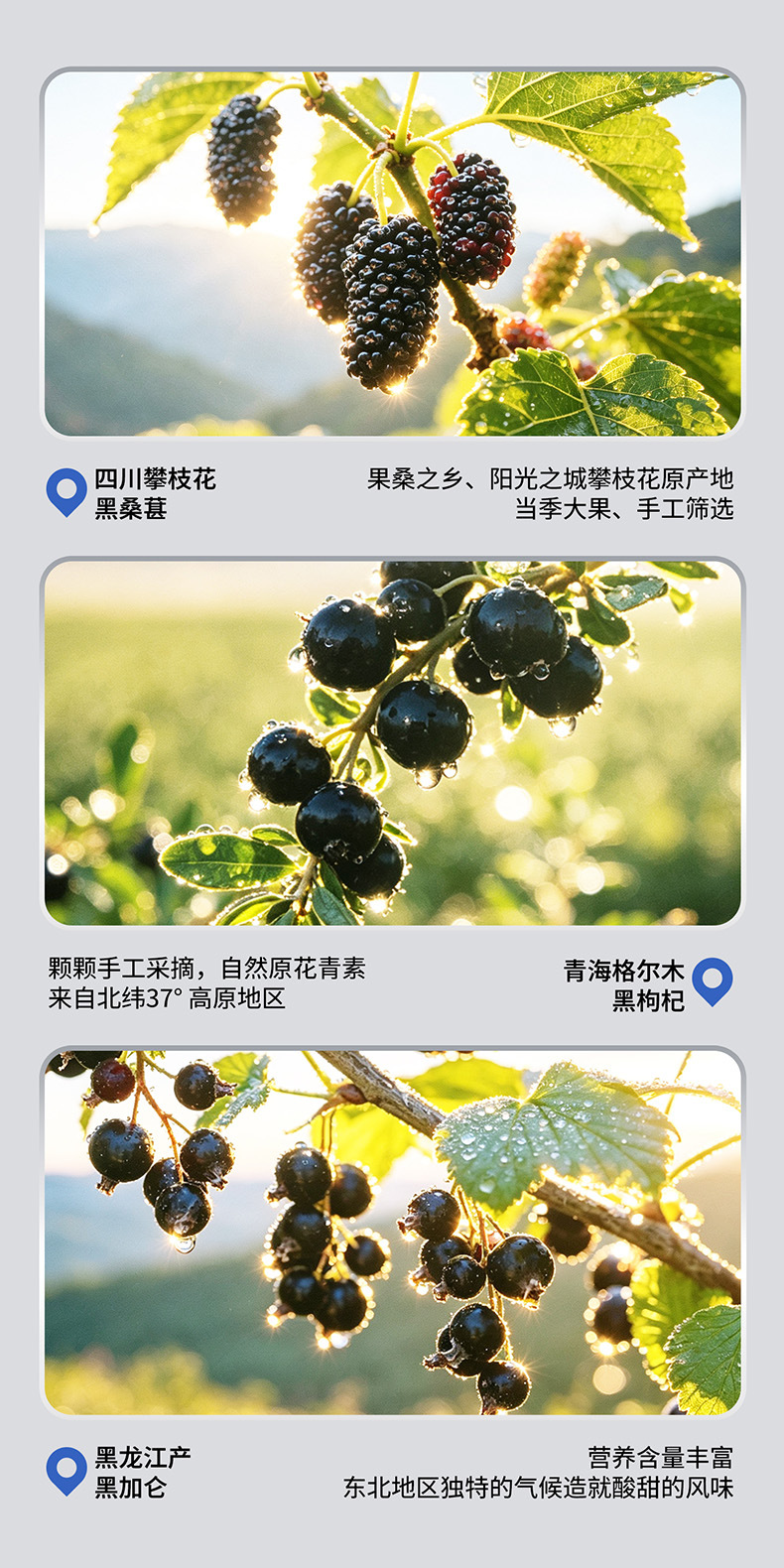 Black Goji Blackcurrant Mulberry Composite Puree 210ml 7 Sachets Boxed Herbal Drink specifications