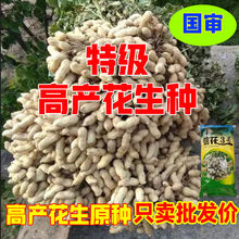 信花3号花生种子 优品农科院高产培育高产量高油基地直发原装优质