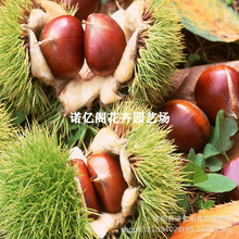 四川板栗树果苗大红袍栗子苗嫁接苗当年结南方种植果树苗板栗苗树