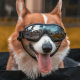 Dog Sunglasses Corgi Teddy Golden Retriever Small Dog Ride Windproof Ultraviolet Pet Glasses Dog Goggles