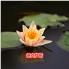 Mini Water Lily with Flowers Black Black Beauty Family Potted Hydroponic Plants Four Seasons Flower Bowl Lotus Root Block