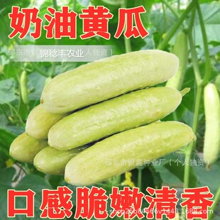 ˮ�����S�ϷN�ӱ��ذ�Ƥ�S�ϲ˹ϷN��ԭ�b�ļ��߲˷N�Ӵ�ȫ�˷N��