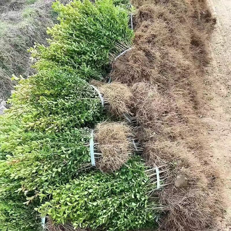 小叶黄杨苗瓜子黄杨树苗大叶冬青苗绿化苗庭院绿篱围墙篱笆树苗